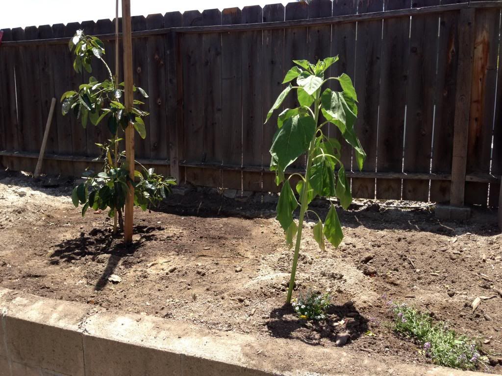  photo Picture023_zps96dff160.jpg